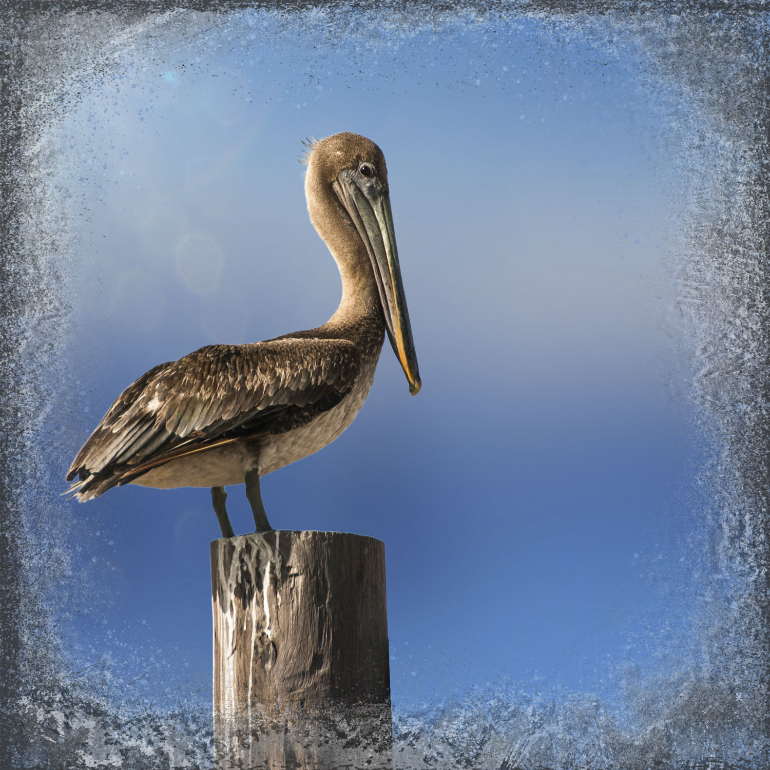 A pelican standing on a post